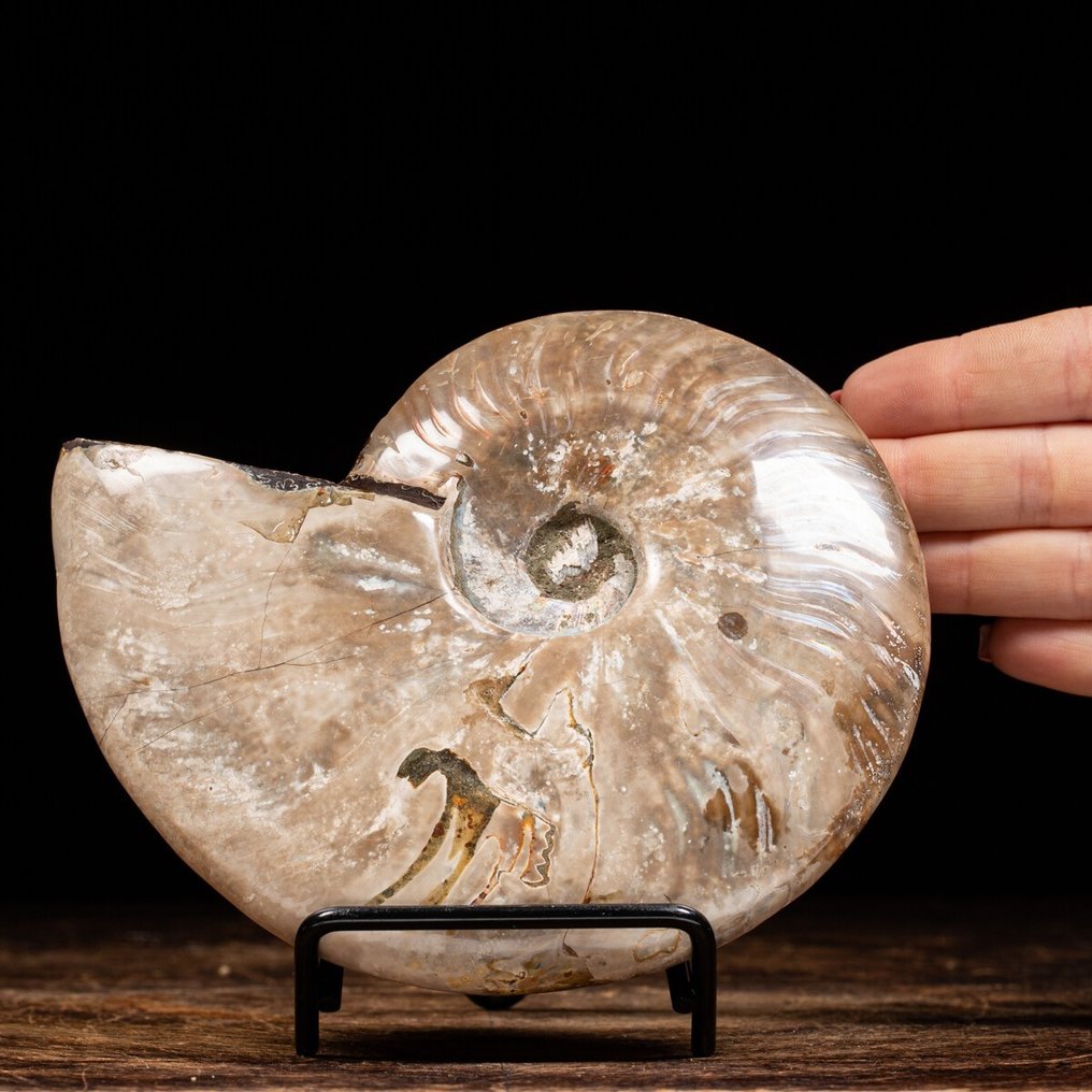 Ammonite - Matrisefri - Aioloceras (Cleoniceras) sp. - 15.5 cm #2.1