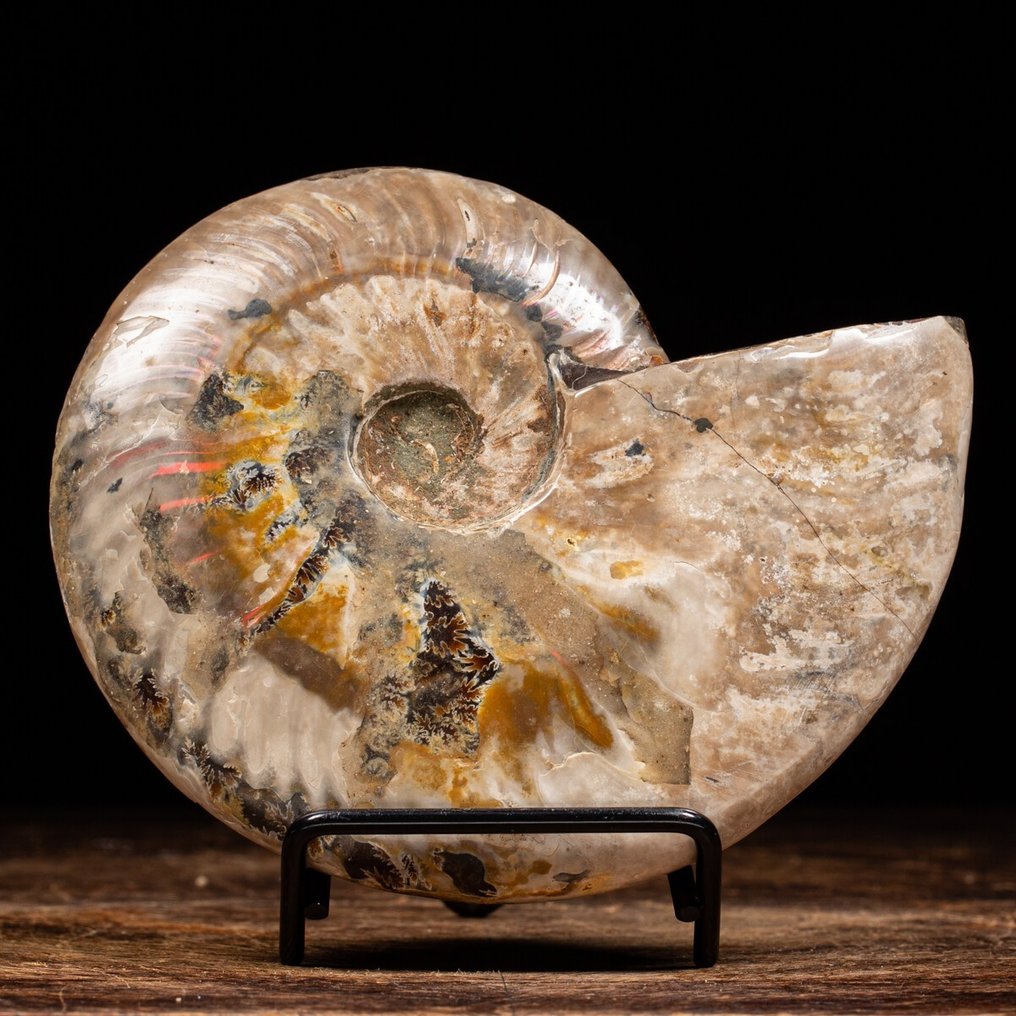 Ammonite - Matrisefri - Aioloceras (Cleoniceras) sp. - 15.5 cm #1.1