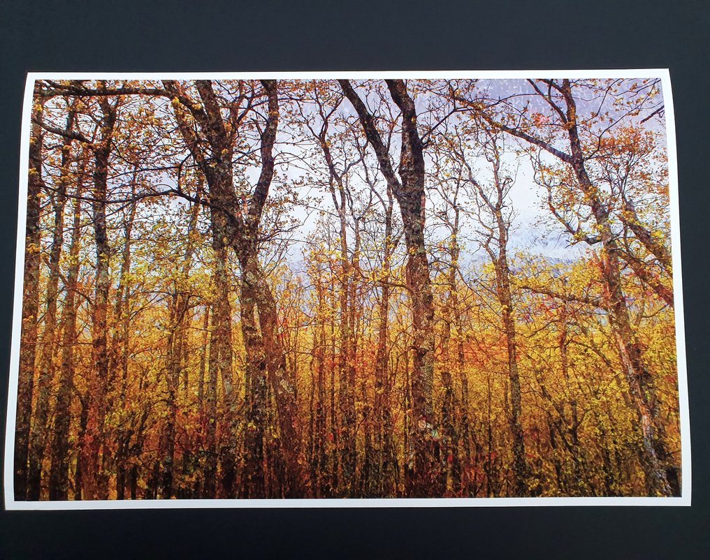 Viet Ha Tran - Colors of autumn - XL #3.2