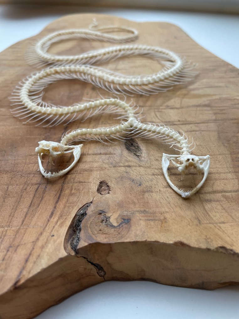 Serpente Allestimento tassidermico a corpo intero - Trimeresurus albolabris - 1.5 cm - 12 cm - 20 cm - Specie non CITES - 1 #1.0