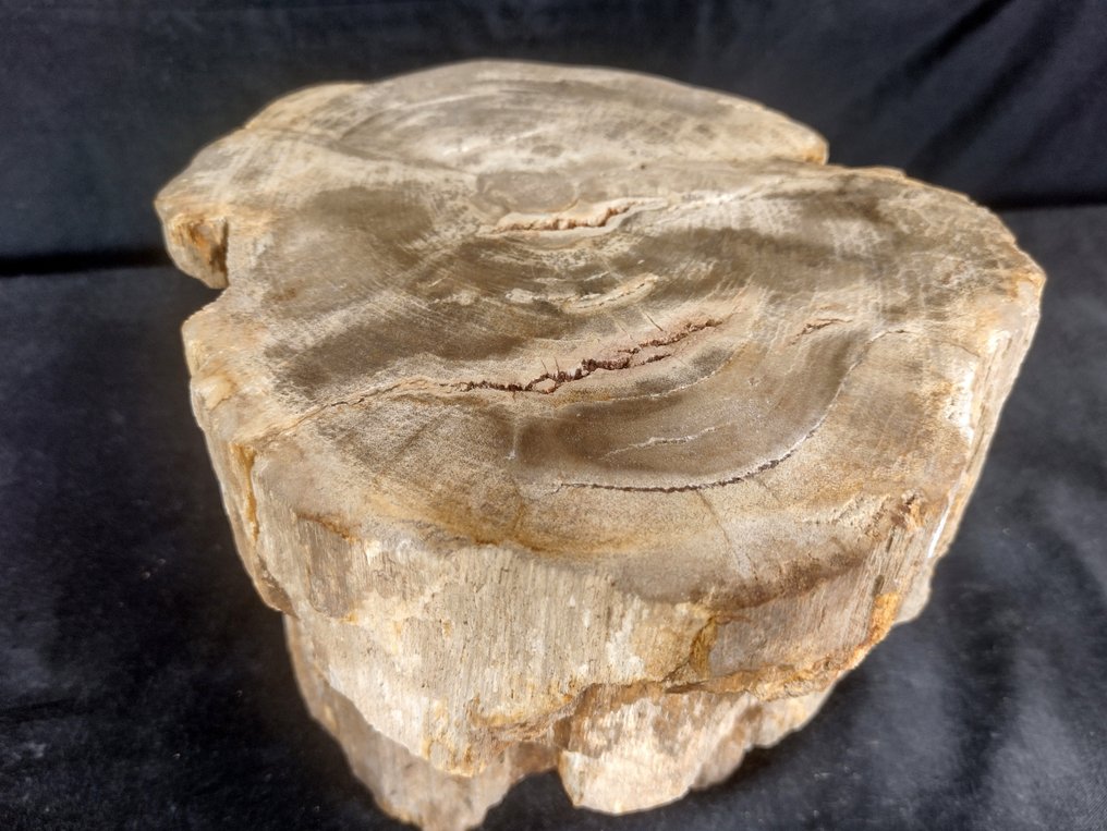 madeira mineralizada com estrutura de anel de crescimento anual visível bom ramo - 15×22×15 cm - 9.6 kg #3.1