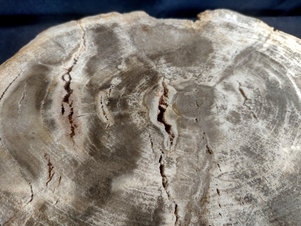 madeira mineralizada com estrutura de anel de crescimento anual visível bom ramo - 15×22×15 cm - 9.6 kg #2.1