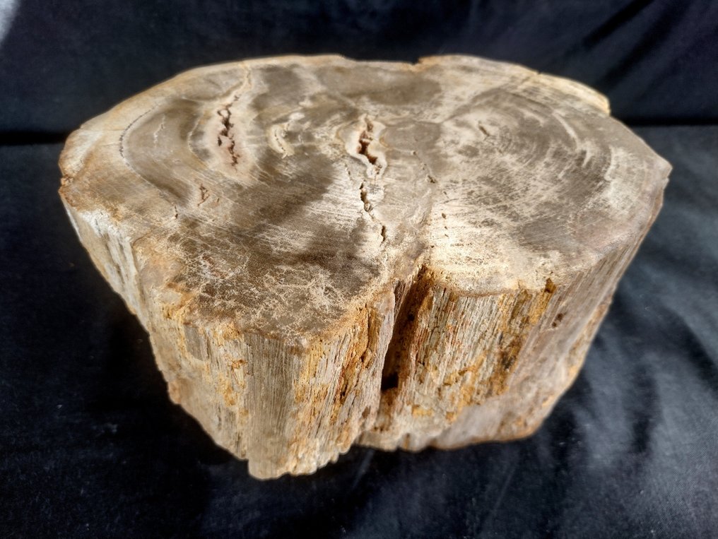 madeira mineralizada com estrutura de anel de crescimento anual visível bom ramo - 15×22×15 cm - 9.6 kg #1.1