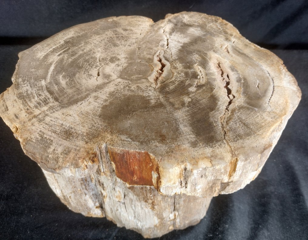 madeira mineralizada com estrutura de anel de crescimento anual visível bom ramo - 15×22×15 cm - 9.6 kg #2.2