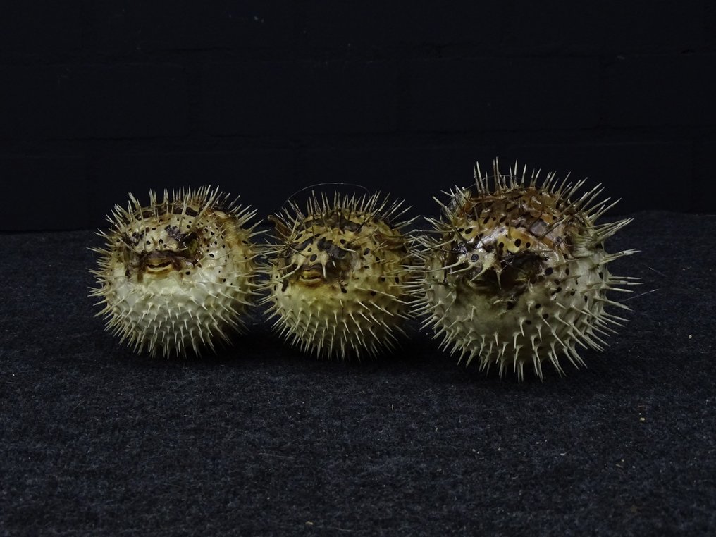 Kolme suurta piikkikalaa Täytetyn eläimen koko kehon jalusta - Tetraodontidae sp. - 12 cm - 12 cm - 12 cm - non-CITES species #4.3