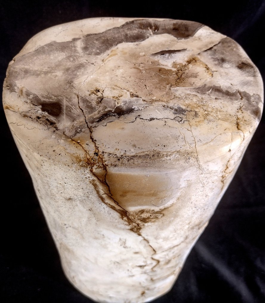 Madeira petrificada - Madeira fossilizada - diptocarpus - 40 cm - 19 cm #1.1