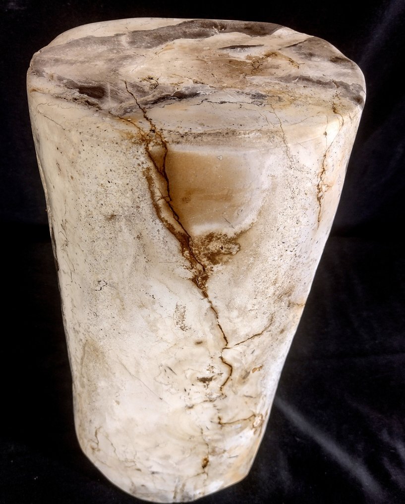 Madeira petrificada - Madeira fossilizada - diptocarpus - 40 cm - 19 cm #2.1
