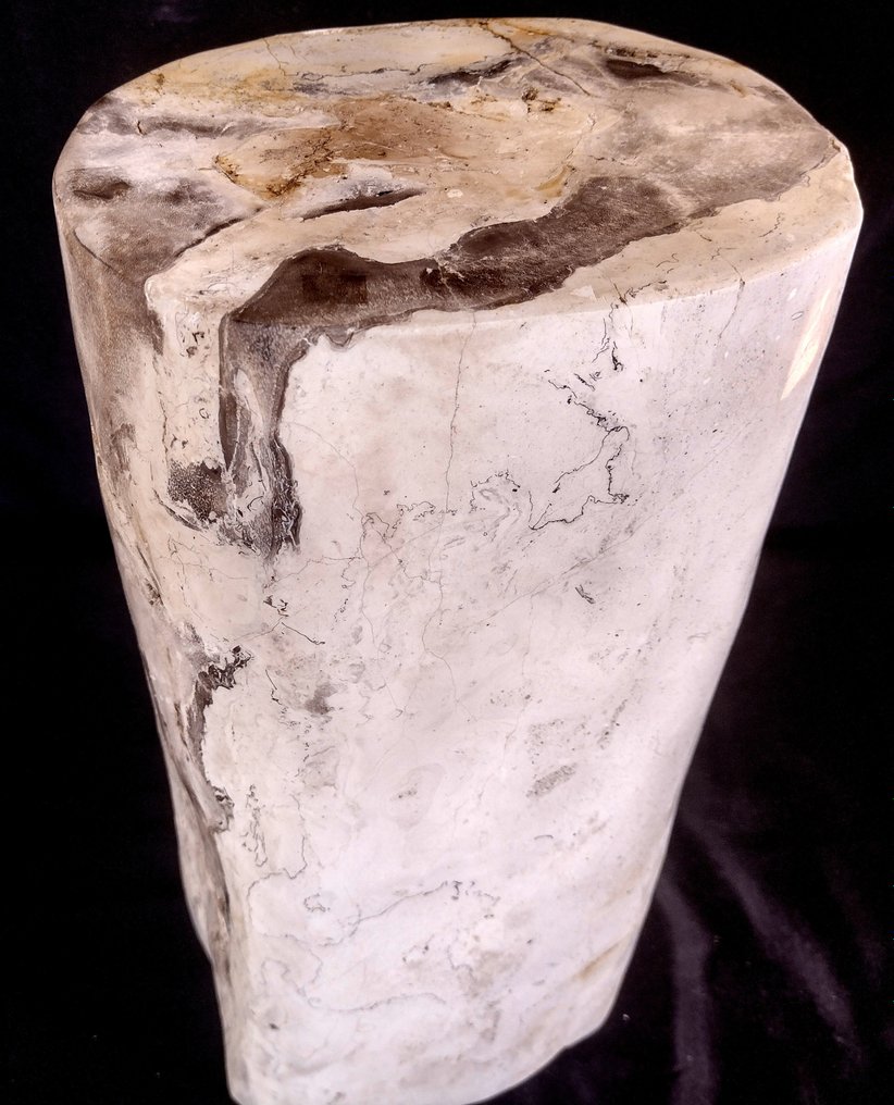 硅化木 - 化石木材 - diptocarpus - 40 cm - 19 cm #2.2