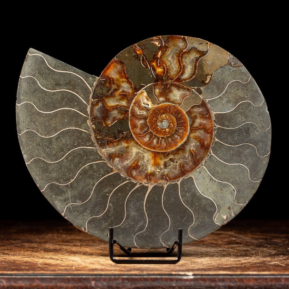 Concha fosilizada - Clenioceras sp. - 280 mm - 240 mm #3.2