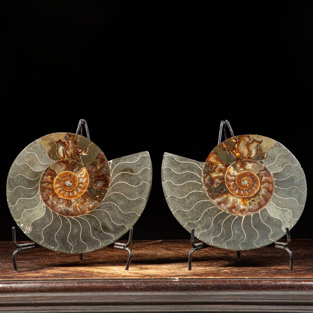 Concha fosilizada - Clenioceras sp. - 280 mm - 240 mm #1.0