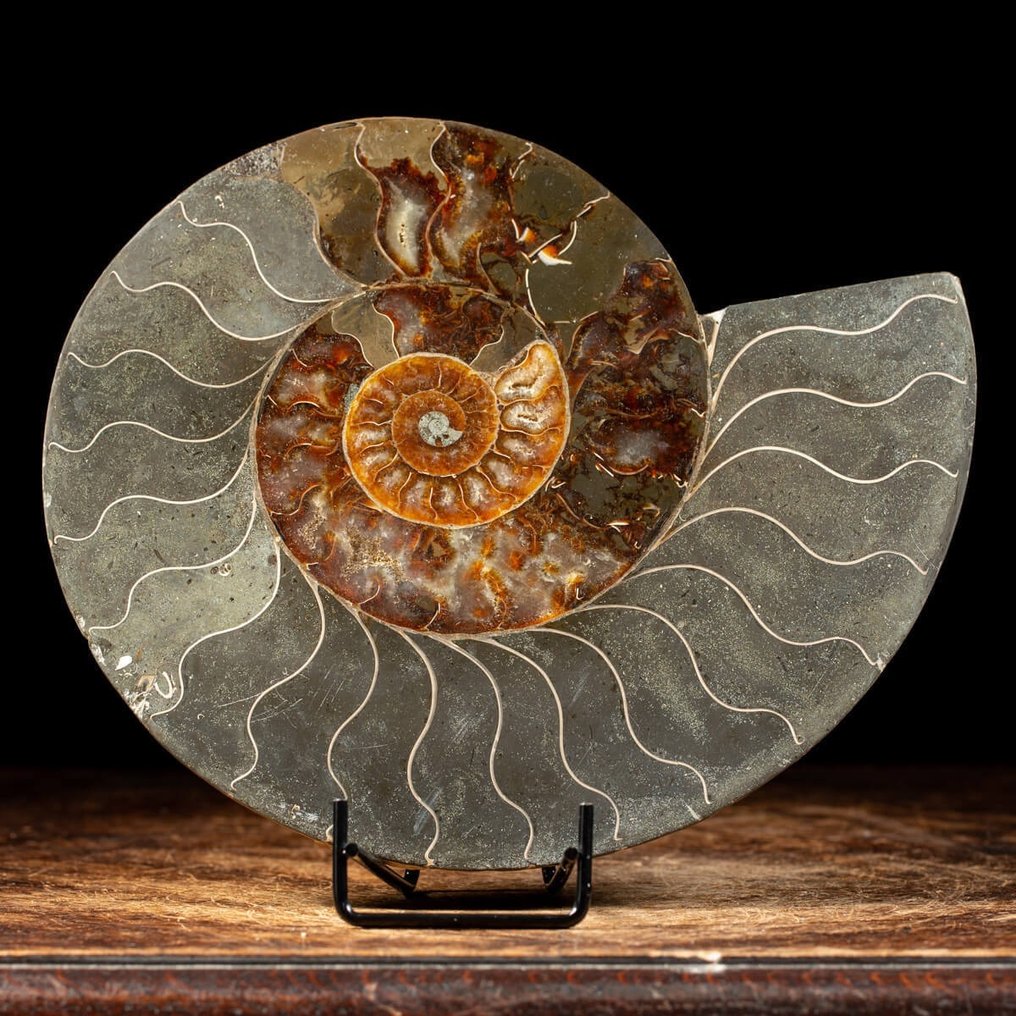 Concha fosilizada - Clenioceras sp. - 280 mm - 240 mm #2.1