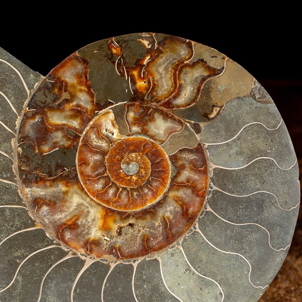 Concha fosilizada - Clenioceras sp. - 280 mm - 240 mm #4.3