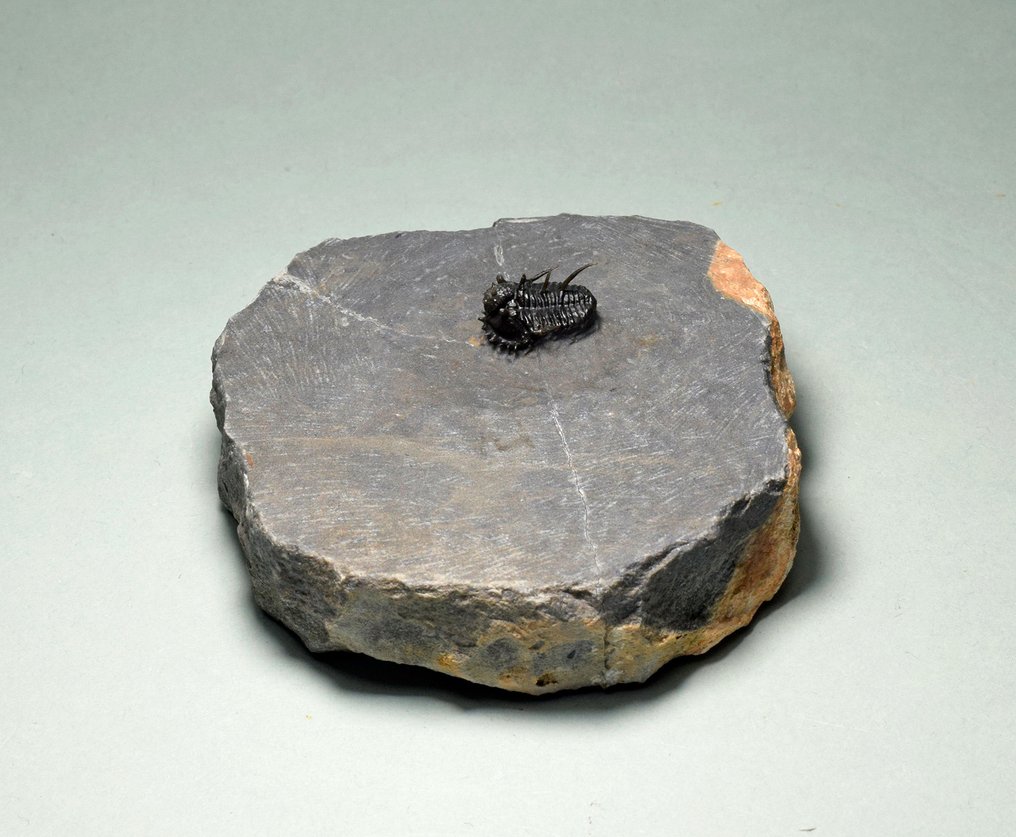 Stacheliger Trilobit - Tierfossil - Otarionella lkomalii #3.2