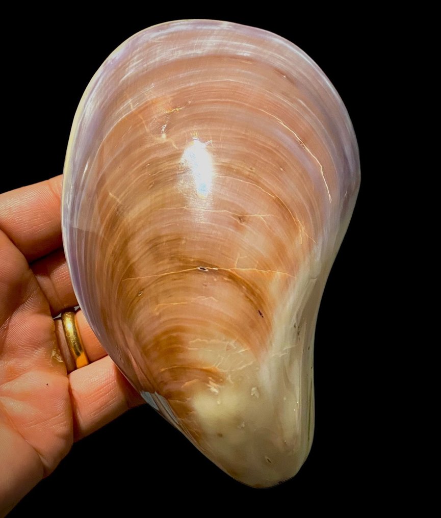 Coquillage - 143×93×55 mm - Coquillage marin - Guscio lucidato di un grande mitile - MYTILIDAE - Stavelia Subdistorta (Recluz, 1852) #2.1