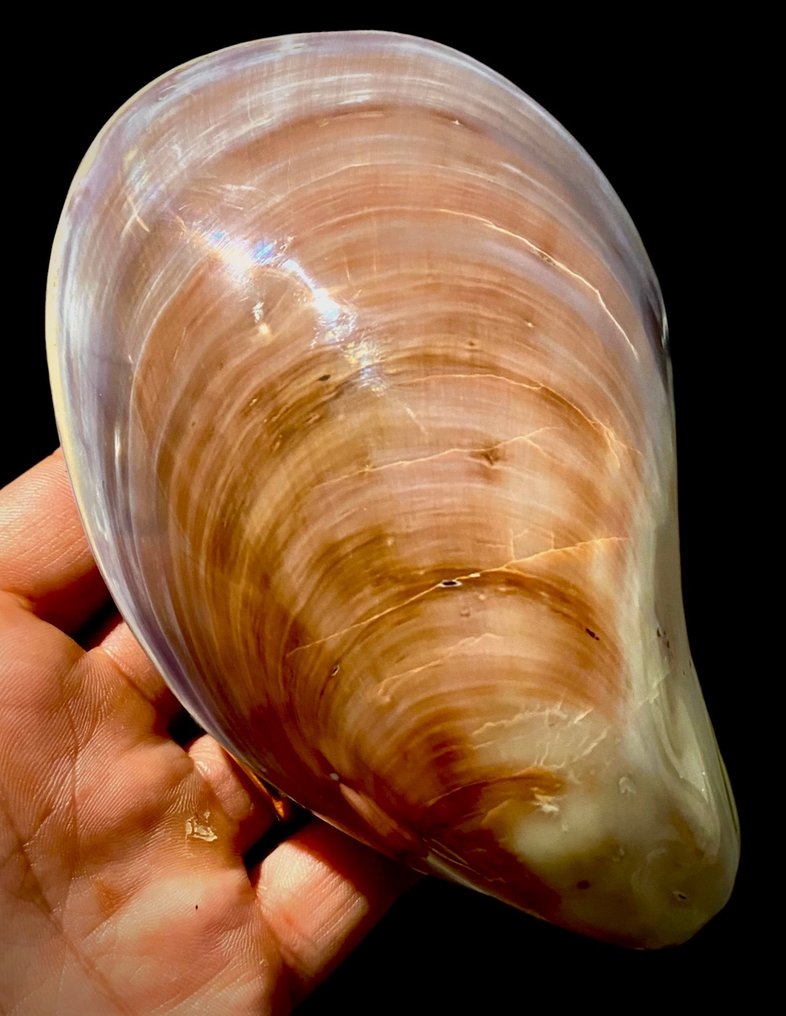 海贝壳 - 143×93×55 mm - 海贝 - Guscio lucidato di un grande mitile - MYTILIDAE - Stavelia Subdistorta (Recluz, 1852) #2.2