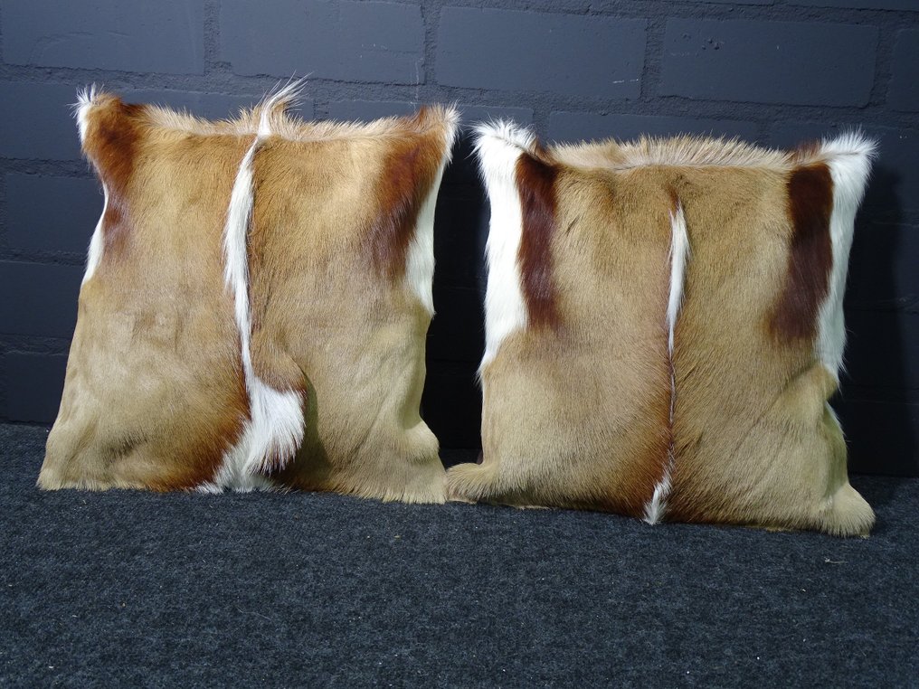 Copripiumini Springbok Allestimento tassidermico a corpo intero - Antidorcas marsupialis - 38 cm - 1 cm - 38 cm - Specie non CITES - 2 #1.0