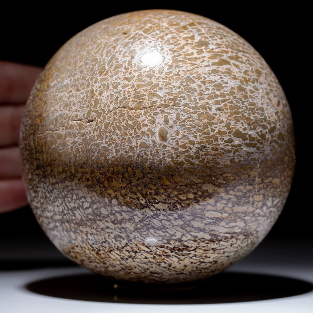 Sphere carving, x - 105 mm - Large Sphere in Dinosaur Bone - Atlasaurus - JURASSIC #1.1