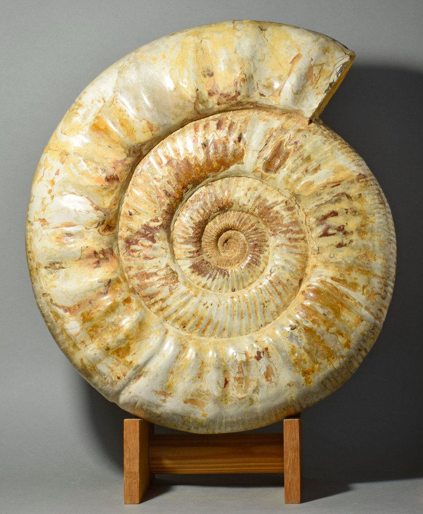 Ammoniitti - Kivettynyt eläin - Prososphinctes sp. - 36.5 cm #1.0