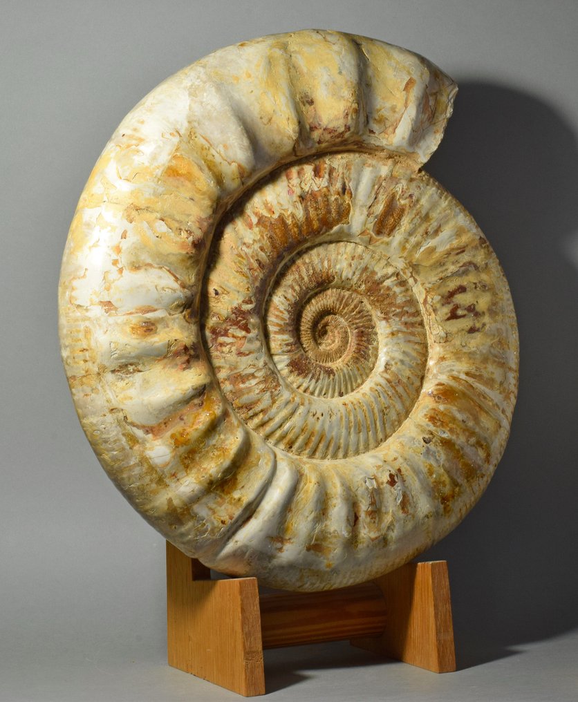 斑彩螺 - 动物化石 - Prososphinctes sp. - 36.5 cm #1.2