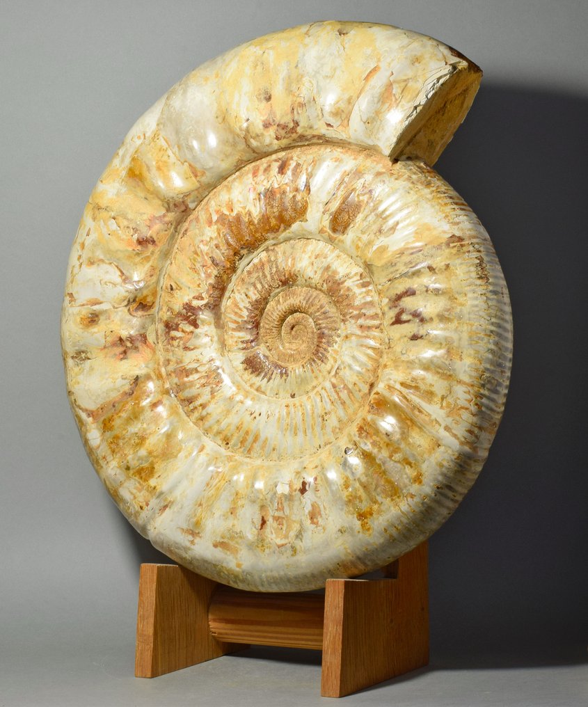 Ammonit - Tierfossil - Prososphinctes sp. - 36.5 cm #2.1