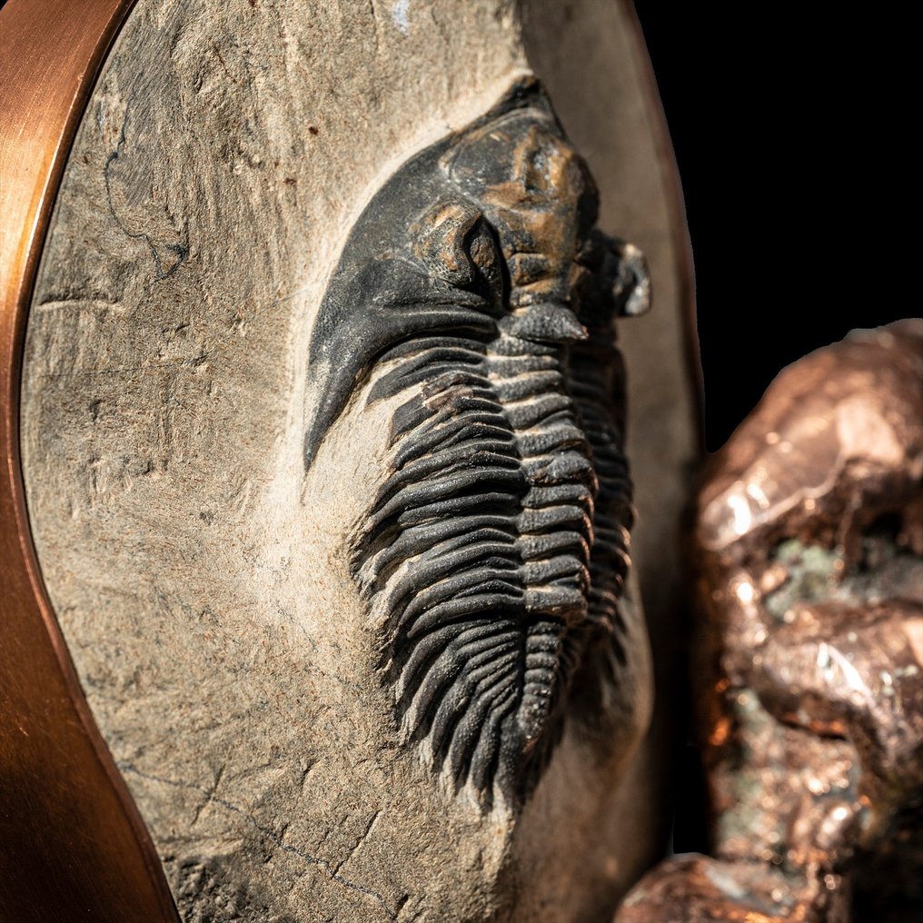 Fossil trilobite, copper nugget & copper - Fossilised animal - Metacanthina sp. - 11.5 cm - 11 cm #3.2