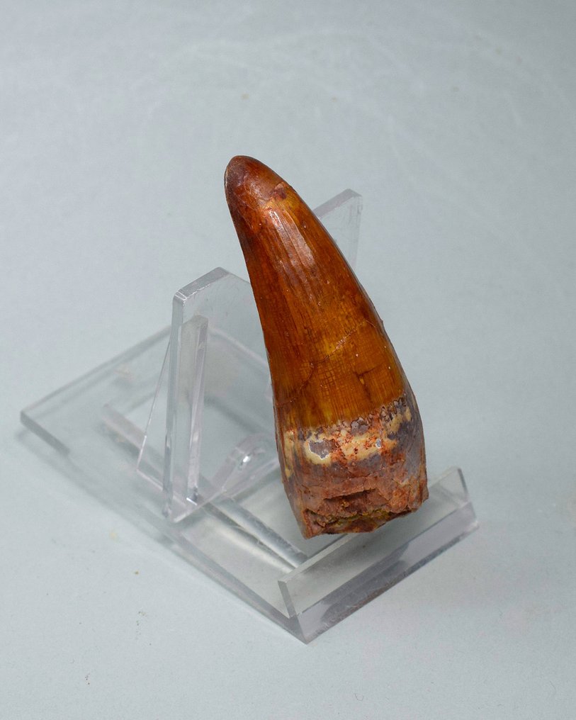 Dinosaur - Fossil tand - Spinosaurus sp. - 6.5 cm #1.0