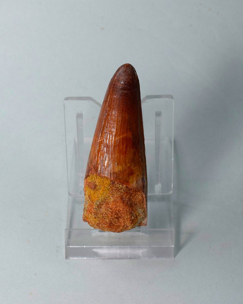 Dinosaur - Fossil tand - Spinosaurus sp. - 6.5 cm #3.2