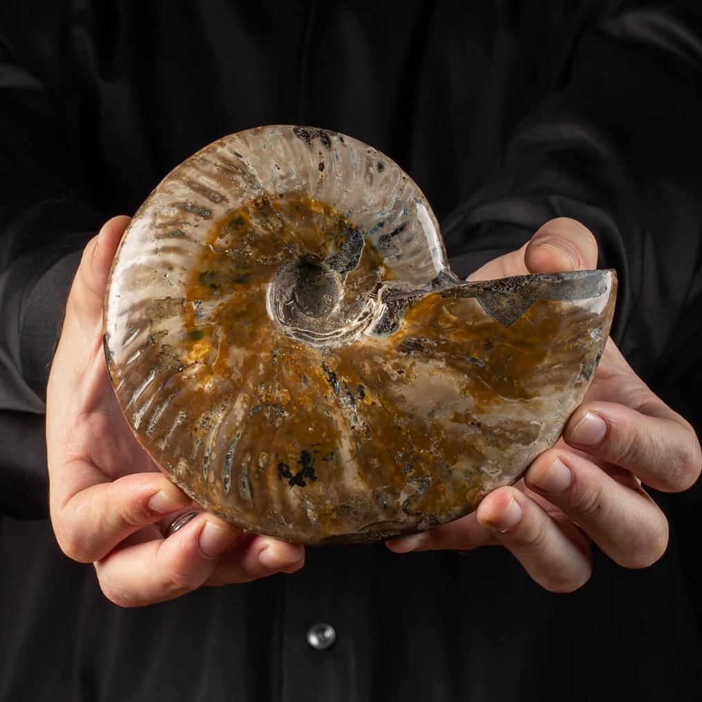 Ammonit mit Perlmuttfarben - Versteinerte Muschel - Aioloceras (Cleoniceras) sp. - 170 mm - 140 mm #1.1