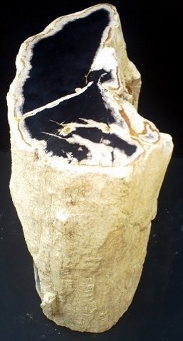 部分抛光的树枝 - 木化石 - Unknown #2.1