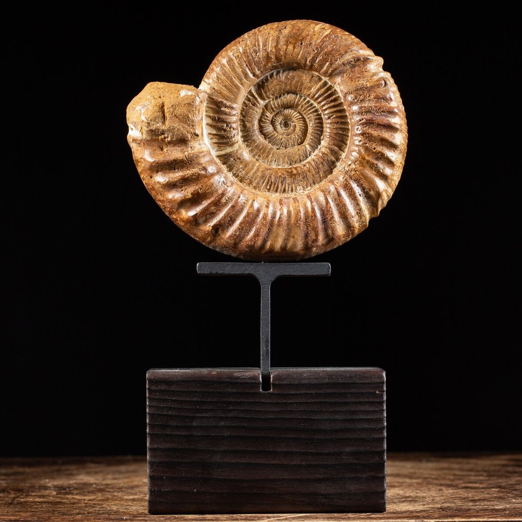 Ammonit - Steampunk Base - Italiensk industristil - Fossilt fragment - Perisphinctid - 31 cm - 17.5 cm #1.2