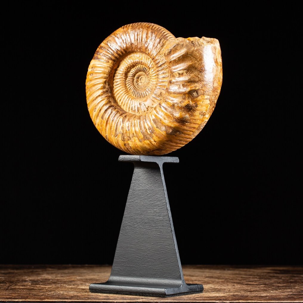 Fragmento fóssil - Ammonite Douvilleiceras on decorative base - Douvilleiceras - 185 mm - 175 mm #1.1