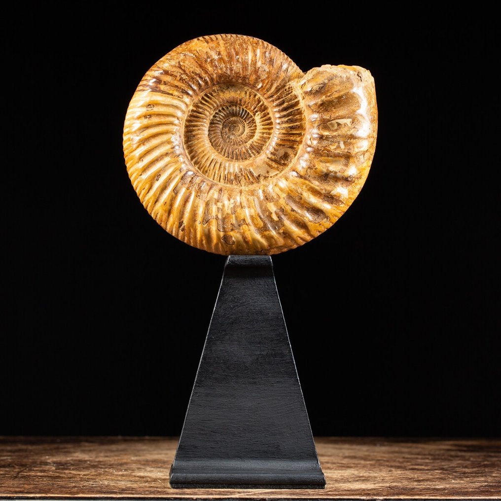 Fragmento fóssil - Ammonite Douvilleiceras on decorative base - Douvilleiceras - 185 mm - 175 mm #2.1