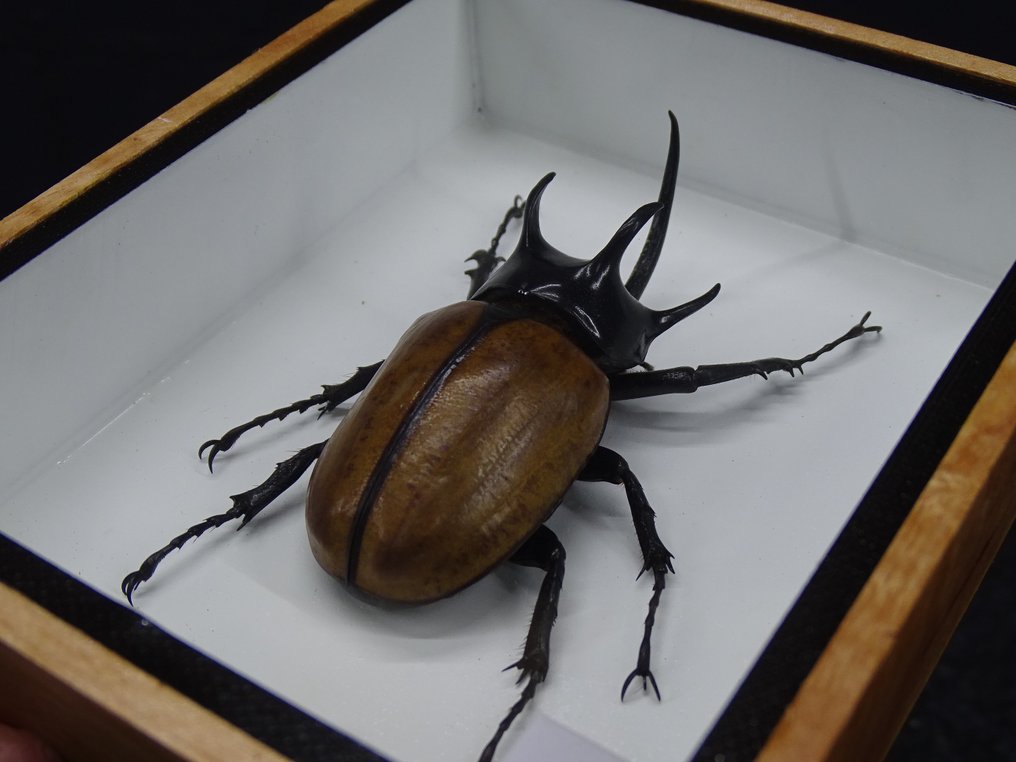 Pięciogłowy rohatyńczak nosorożec Eksponat taksydermiczny (całe ciało) - Eupatorus gracilicornis - 0 cm - 0 cm - 0 cm - non-CITES species - 1 #1.0