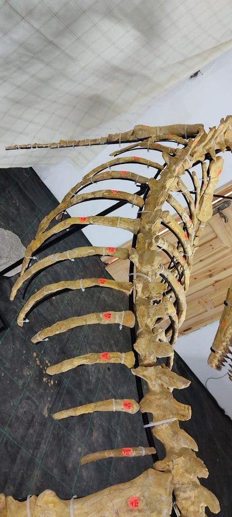 Mosasaur - Articulated Skeleton #1.2