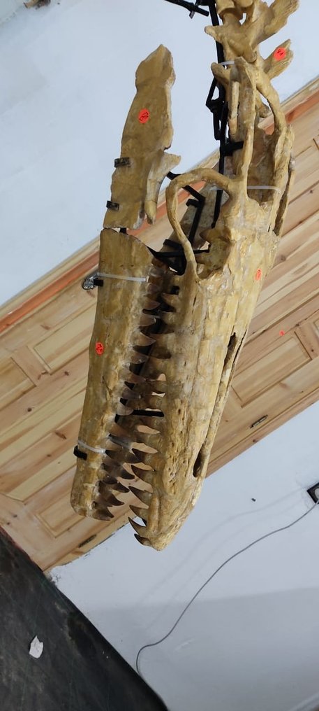 Mosasaur - Articulated Skeleton #2.1