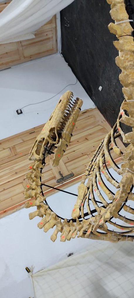 Mosasaur - Articulated Skeleton #1.1