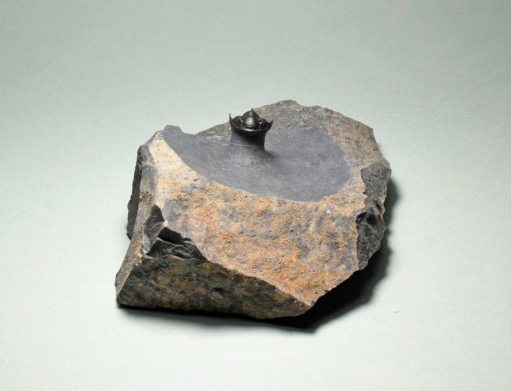 Trilobit - Fossiliserat djur - Phaetonellus sp. #3.2