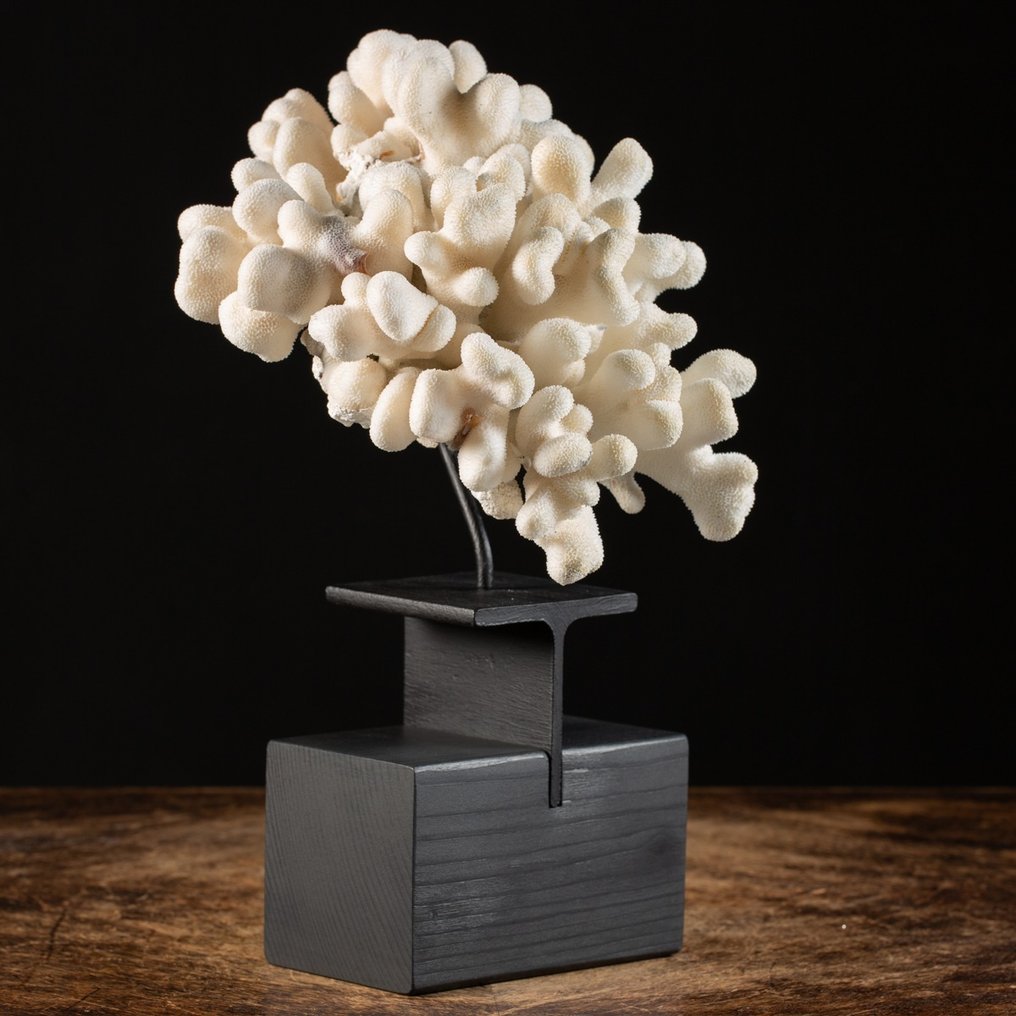 Weiße Haube, glatte Blumenkohlkoralle auf maßgefertigtem Ständer - Koralle - Stylophora pistillata - 230 x 210 x 210 mm #1.2