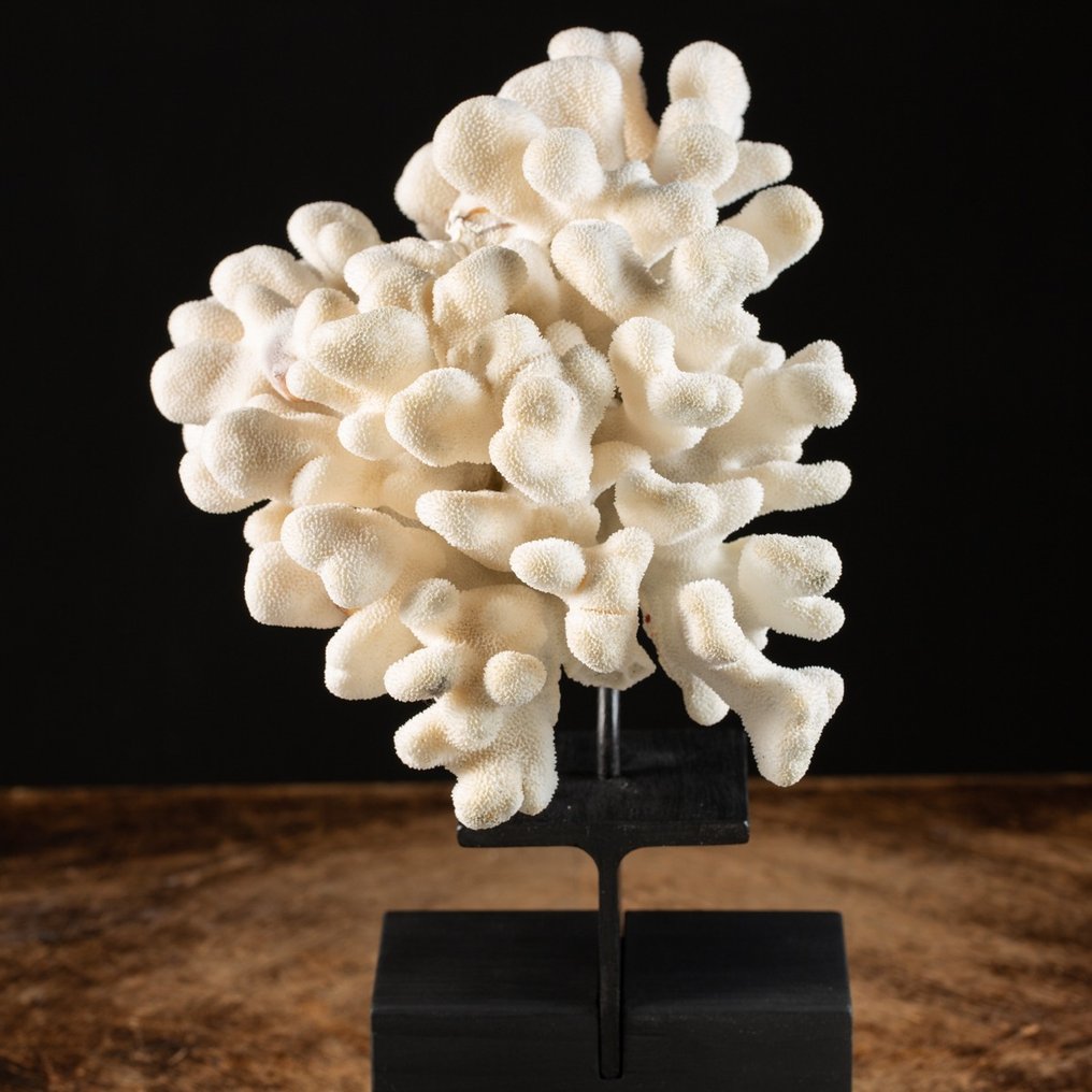 Capuz Branco, Coral Couve-Flor Suave em Suporte Personalizado - Coral - Stylophora pistillata - 230 x 210 x 210 mm #1.1