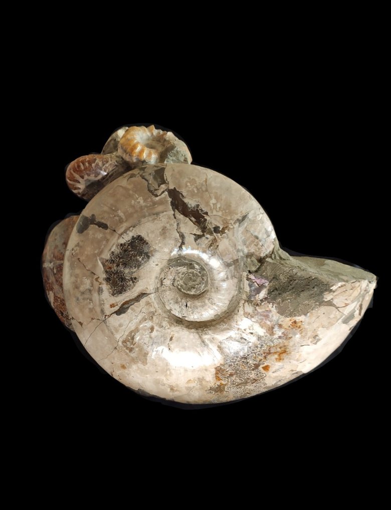 Natural composition of ammonites - Fossil carapace #2.1