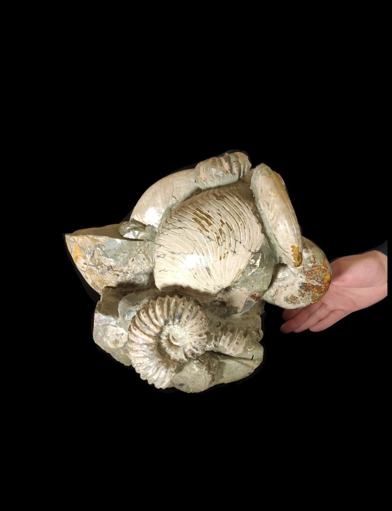 Natural composition of ammonites - Fossil carapace #3.2