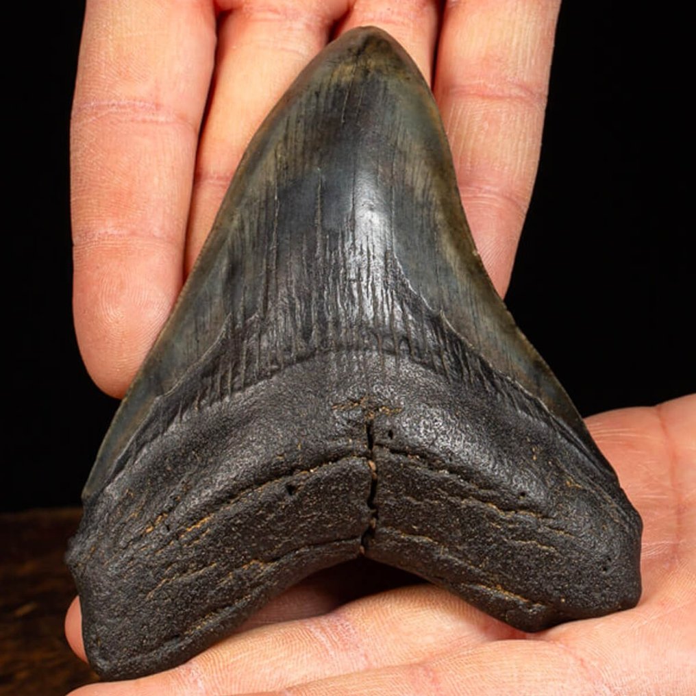 Megalodon - Dente de Tubarão Megalodon Azul - Dente fóssil - Carcharocles Megalodon - 124 mm - 98 mm #1.2