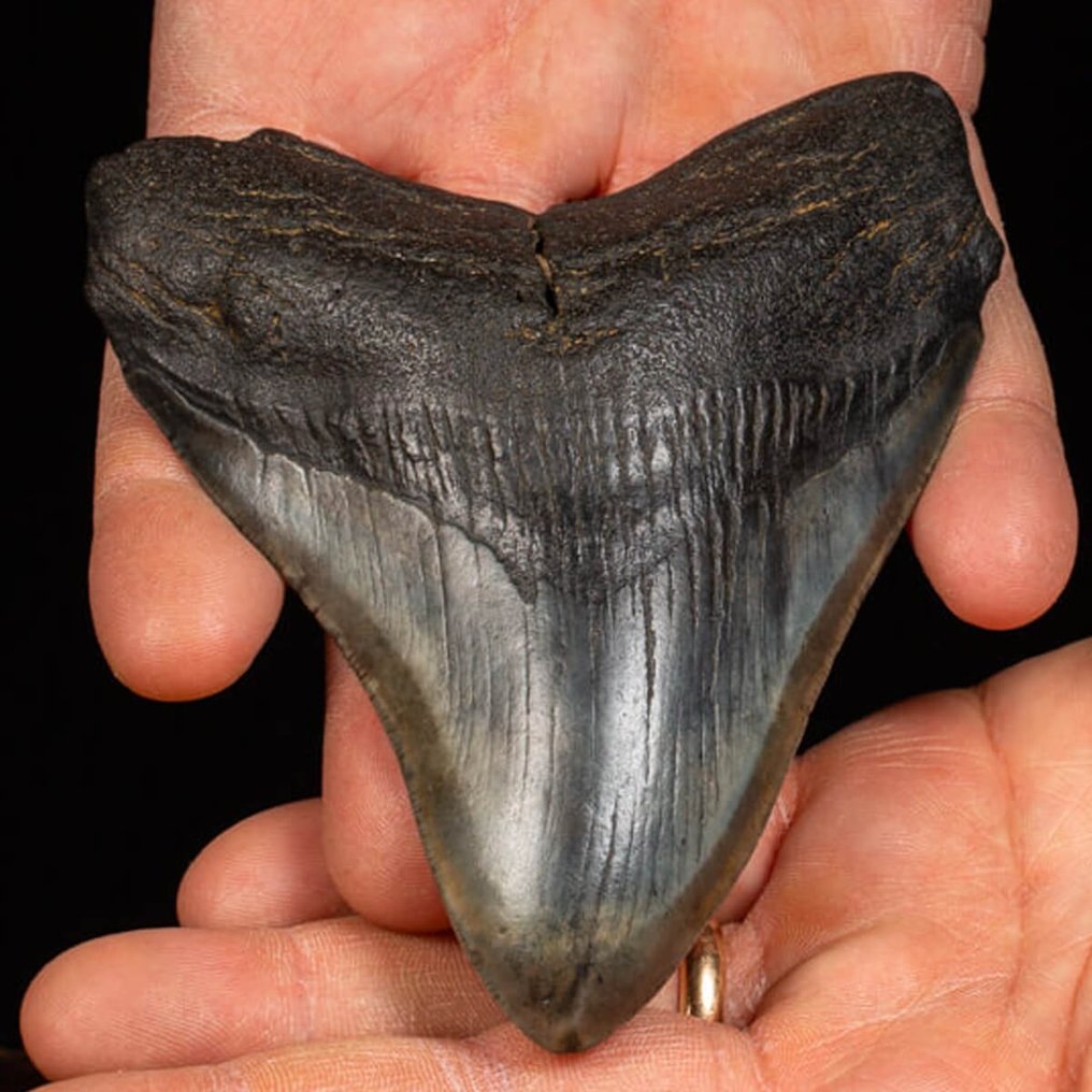 Megalodon - Dente de Tubarão Megalodon Azul - Dente fóssil - Carcharocles Megalodon - 124 mm - 98 mm #1.1
