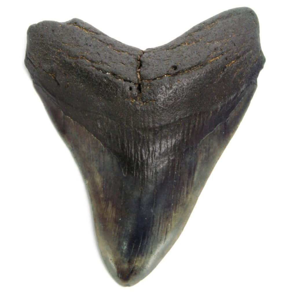 Megalodon - Dente de Tubarão Megalodon Azul - Dente fóssil - Carcharocles Megalodon - 124 mm - 98 mm #2.1