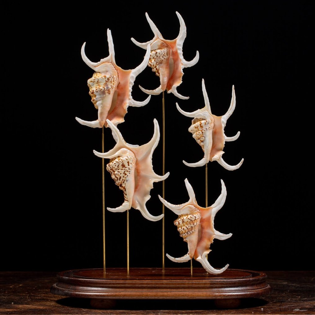 Cloche - Coquillages Exotiques - Composition de Coquillages dans un écrin en verre ovale - Coquillage marin - Lambis Chiragra (Linnaeus, 1758) - 450×300×19 mm #1.2