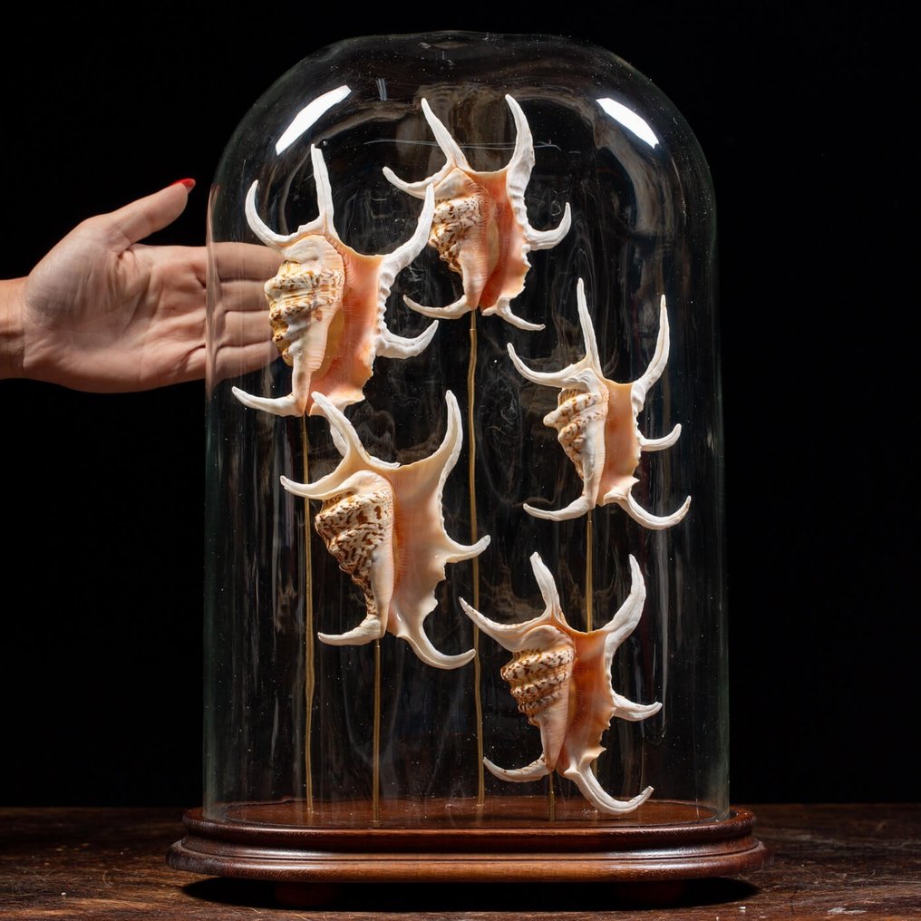 Cloche - Coquillages Exotiques - Composition de Coquillages dans un écrin en verre ovale - Coquillage marin - Lambis Chiragra (Linnaeus, 1758) - 450×300×19 mm #1.1