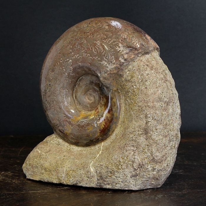 Ammonite sur Matrice - Animal fossilisé - Lythoceras sp. - 160 mm - 155 mm #1.1
