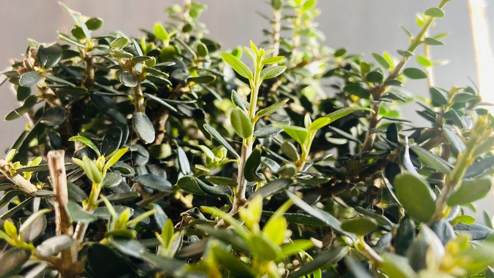 Olive bonsai (Olea europaea) - 高度 (樹): 60 cm - 深度 (樹): 50 cm - 義大利 #3.2