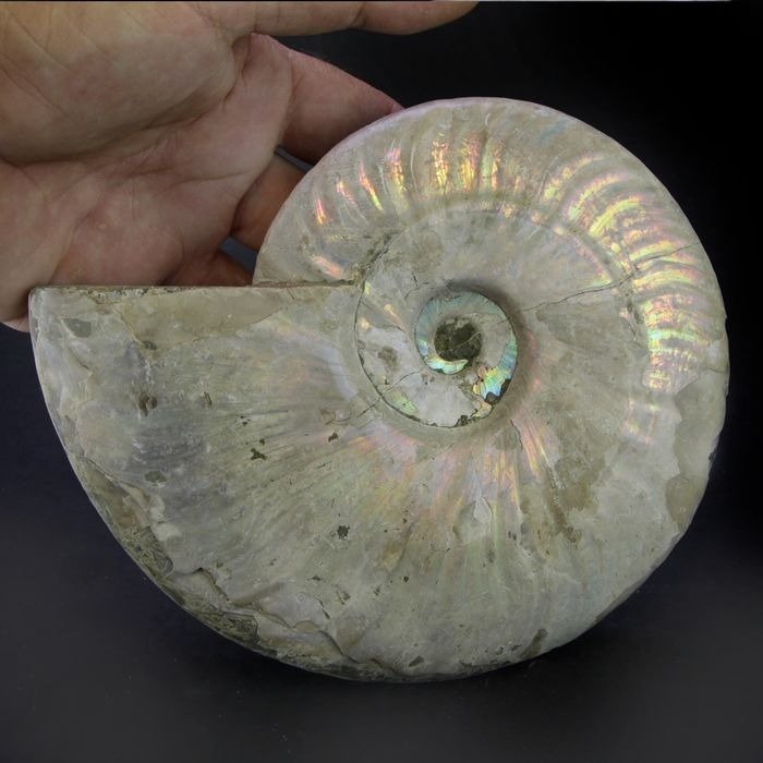 Ammonit - Matrixfrei - Aioloceras (Cleoniceras) sp. - 16.5 cm #2.1