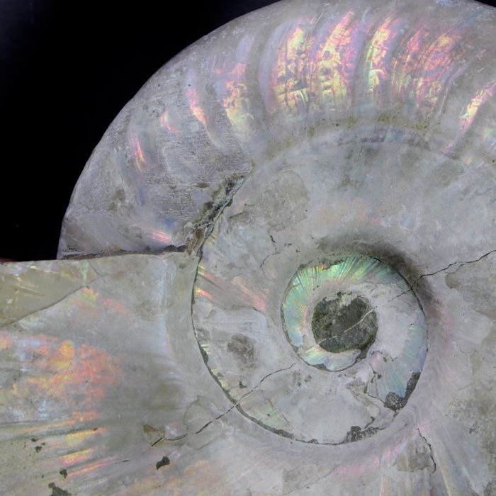 Ammonit - Matrixfrei - Aioloceras (Cleoniceras) sp. - 16.5 cm #1.1